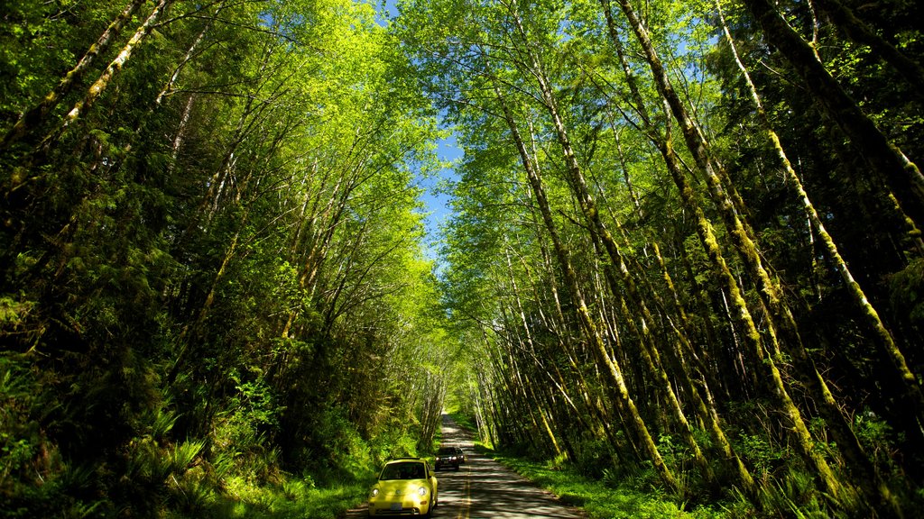 20870-Olympic-National-Park