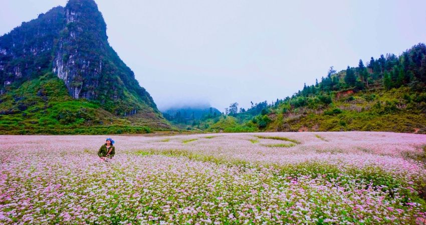 Hoa Tam Giác Mạch Hà Giang