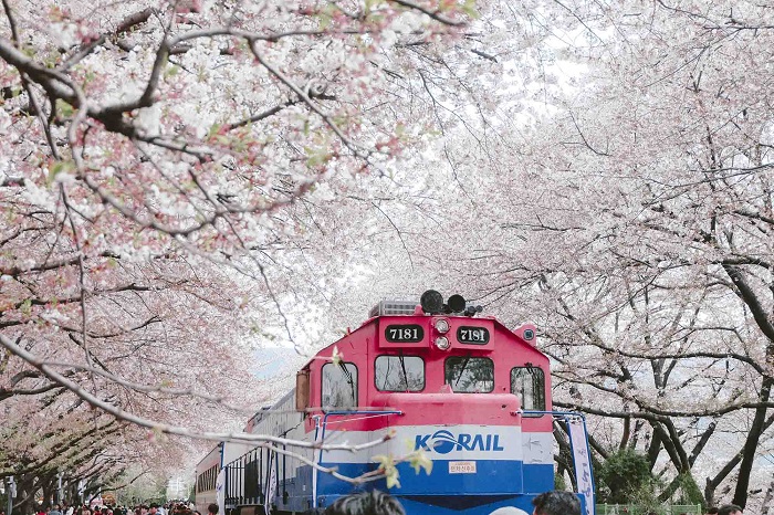 Đảo Jinhae, tour du lịch Hàn Quốc